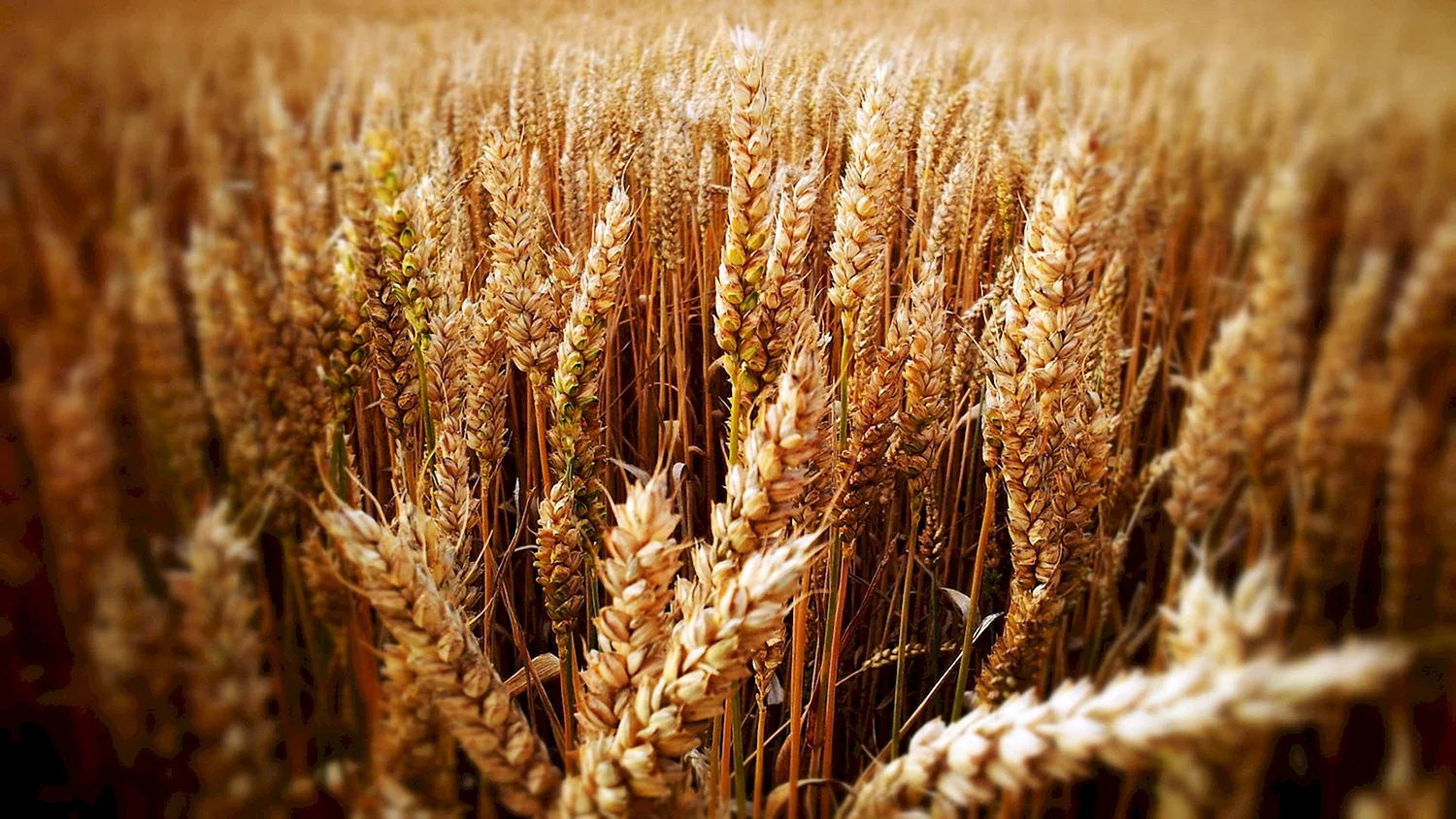 Озимая пшеница Безостая 100