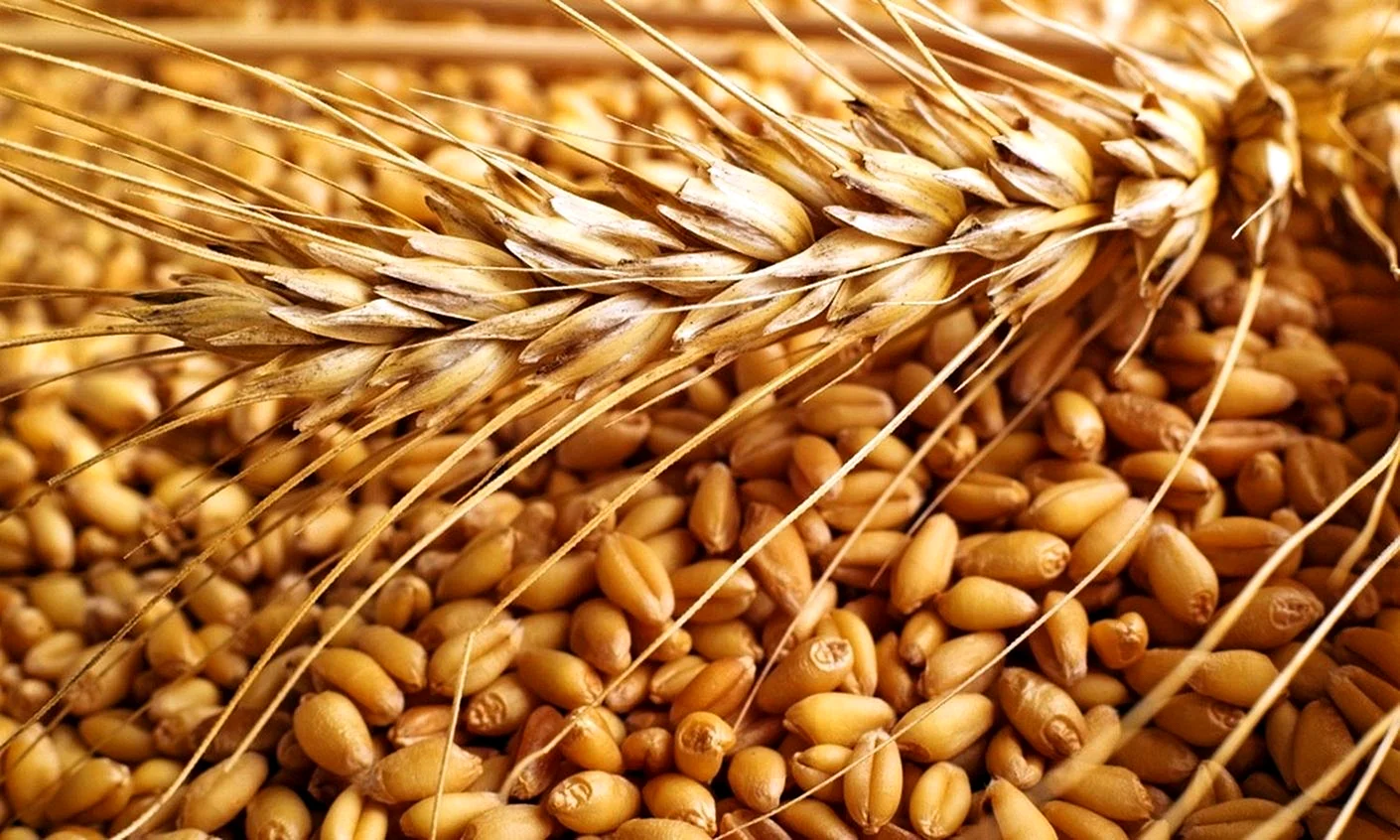 Озимая пшеница Зерновка