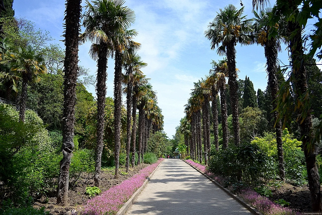 Пальмовая аллея Ботанический сад