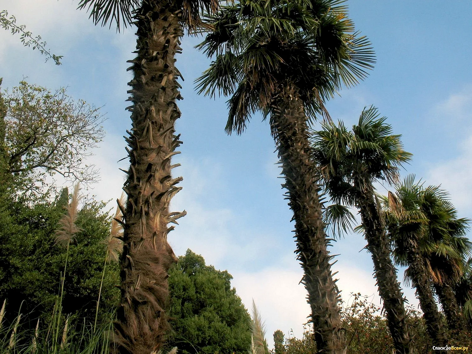 Пальмы в Никитском Ботаническом саду