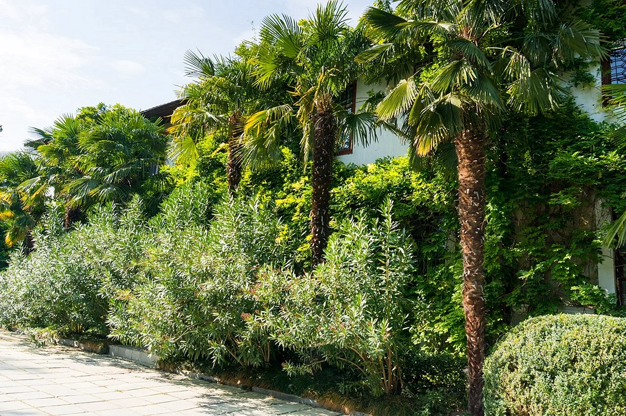 Пальмы в Никитском Ботаническом саду