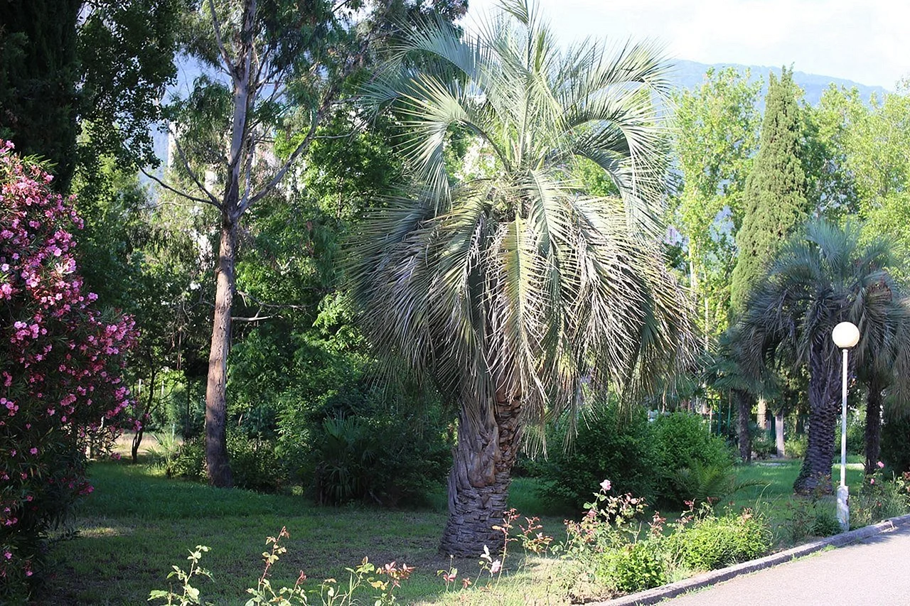 Пальмы в Севастополе