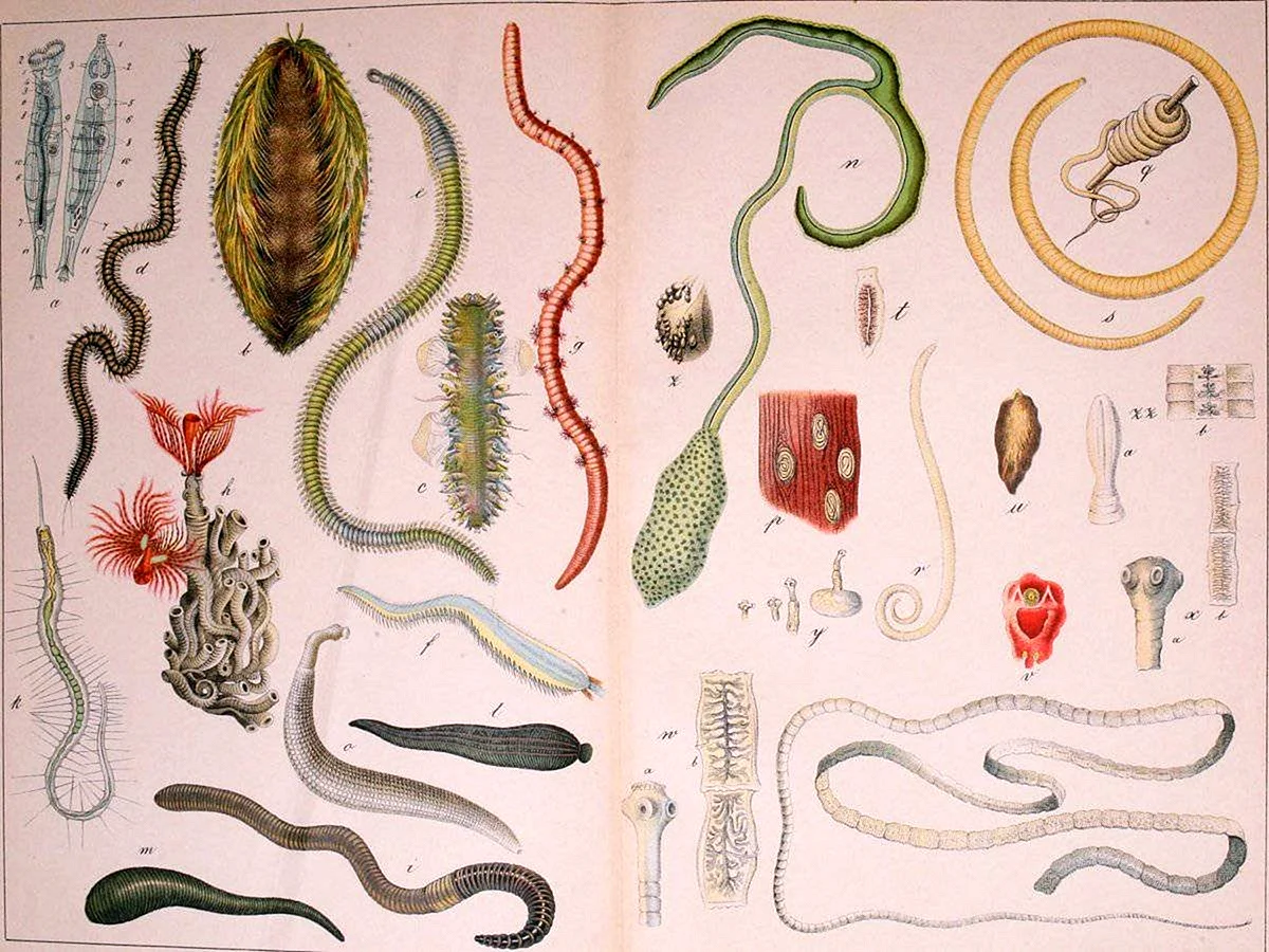 Паразитические черви гельминты