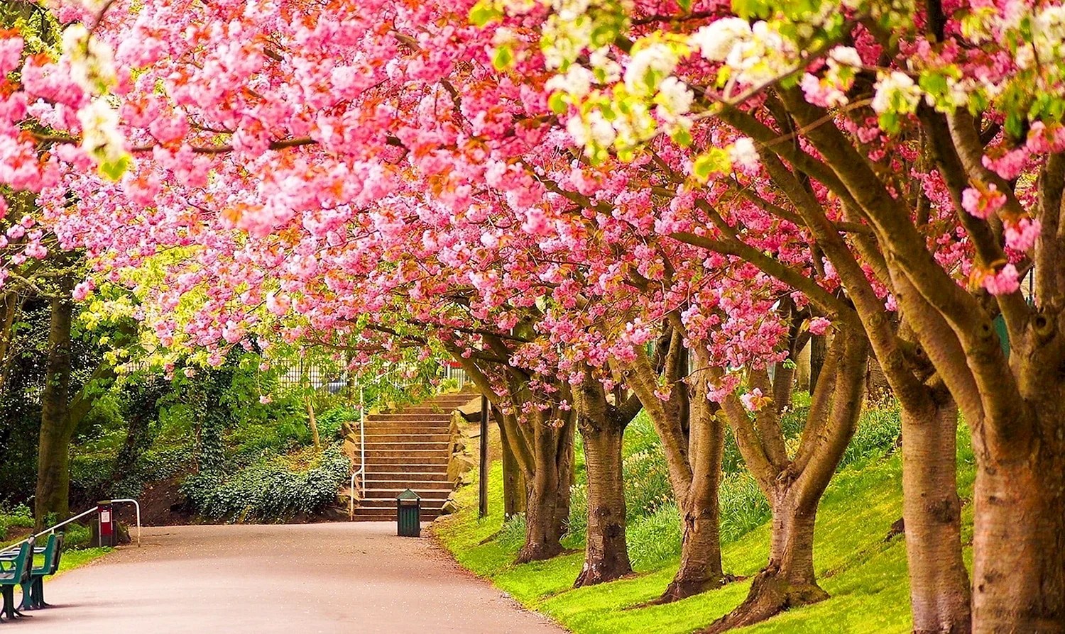 Парк Шеффилд Гарден,природа,цветы,деревья,