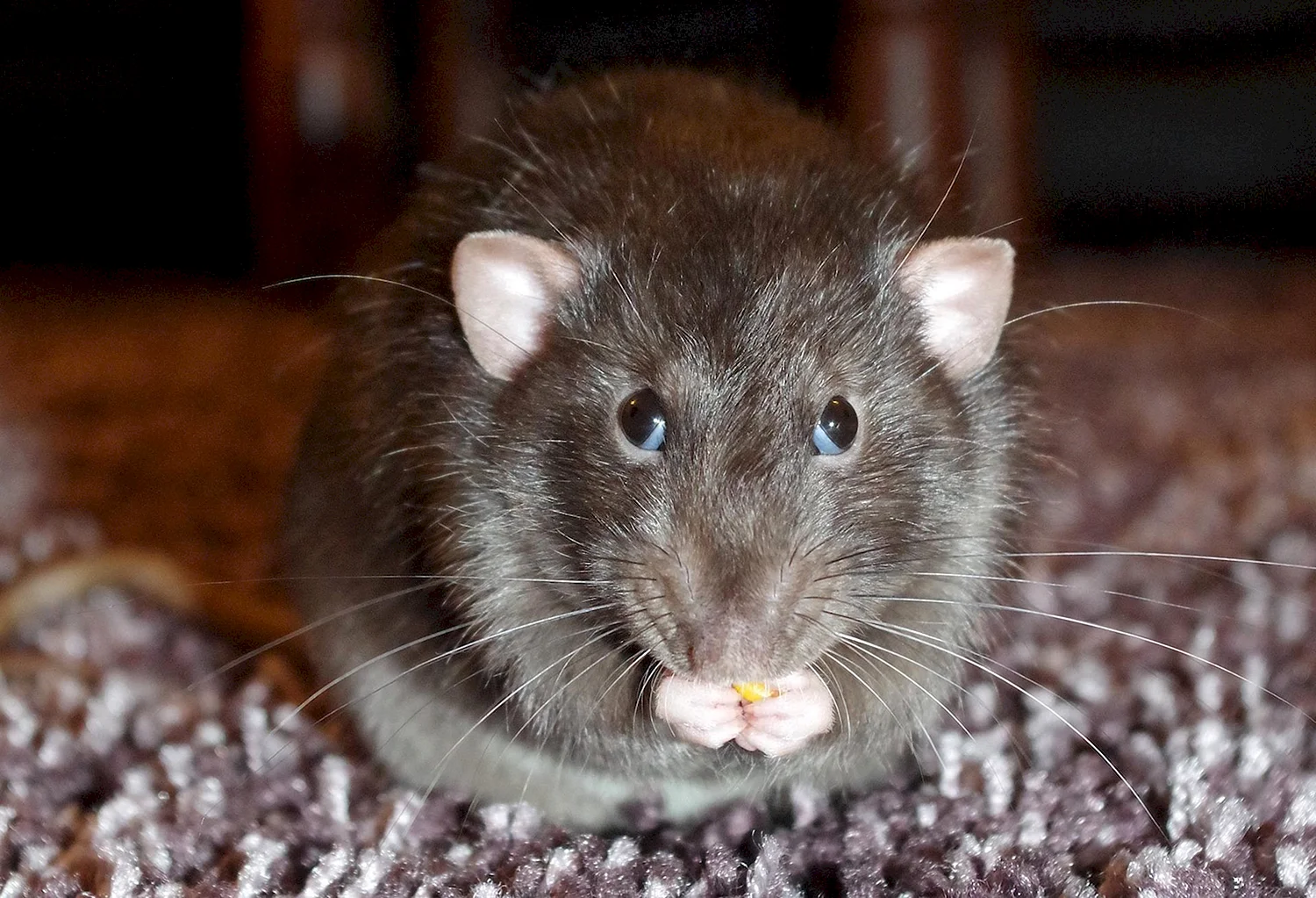 Пацюк крыса