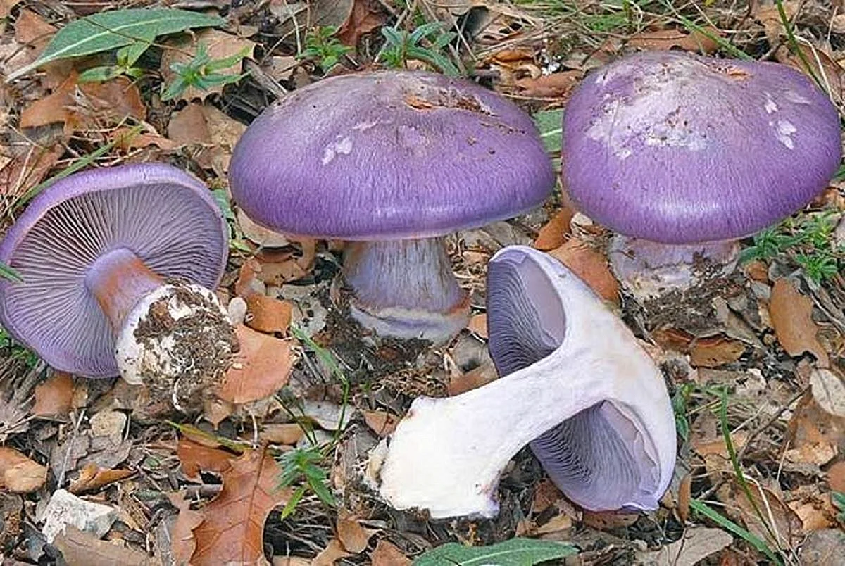 Паутинник бело фиолетовый гриб