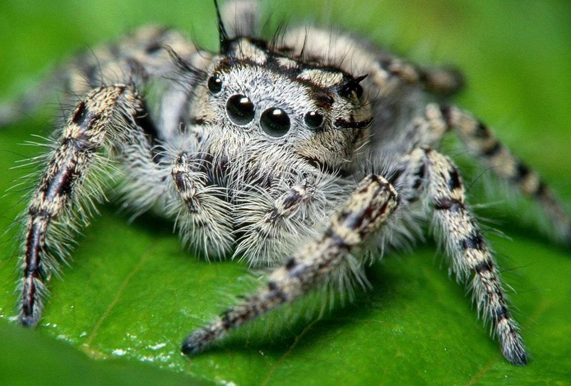 Пестрый скакунчик паук