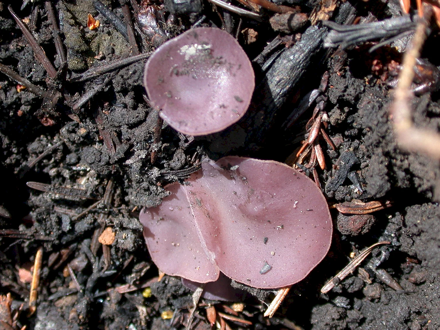 Пецица фиолетовая гриб