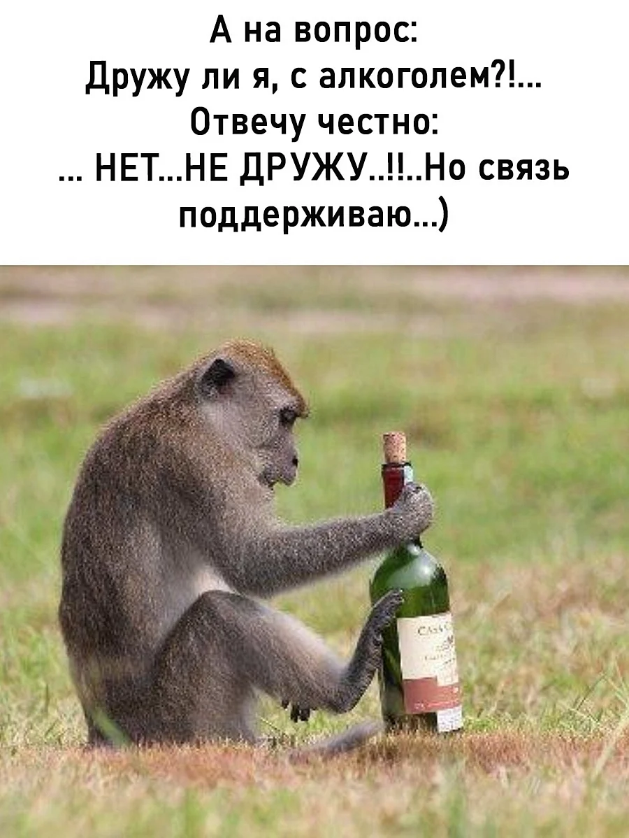 Пьяная обезьяна