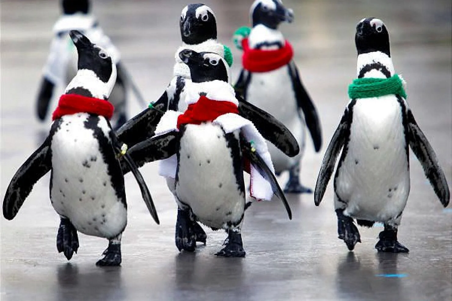 Пингвины танцуют
