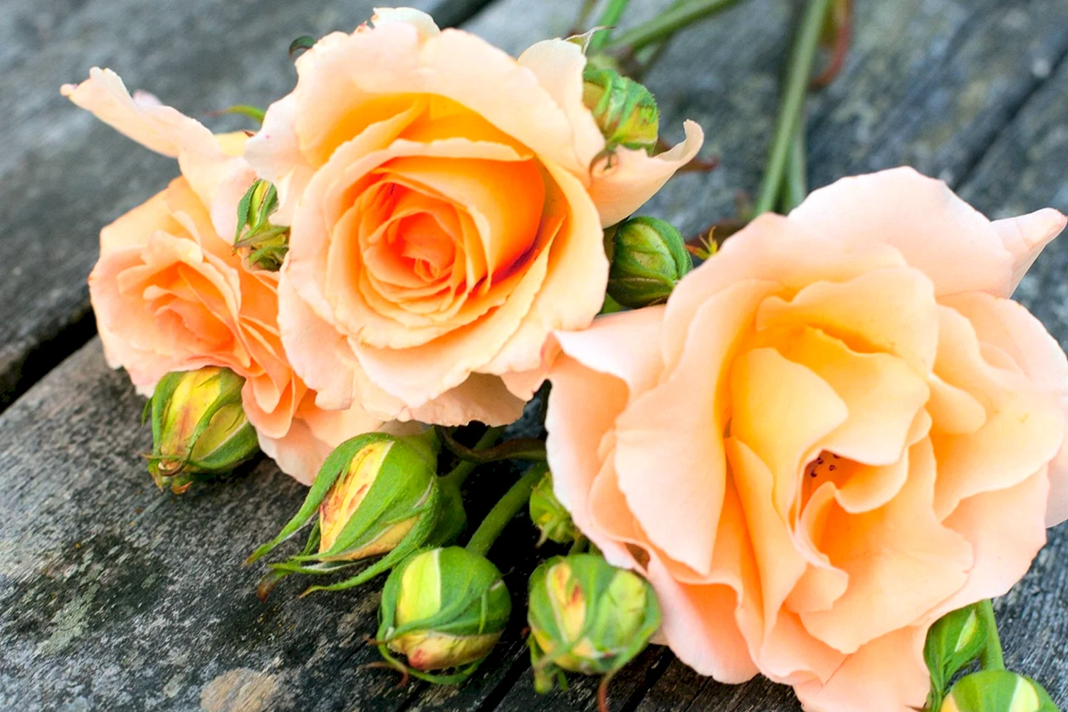 Пионовидная роза оранжевая