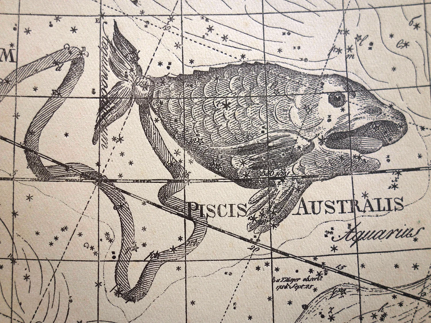 Pisces Australis Созвездие