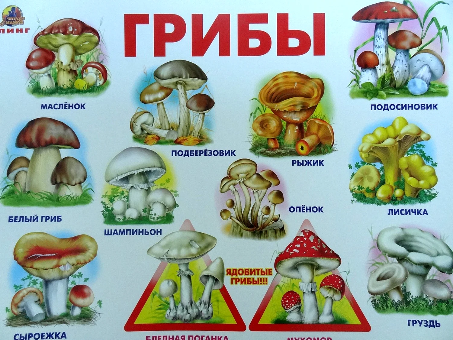 Плакат грибы съедобные и несъедобные