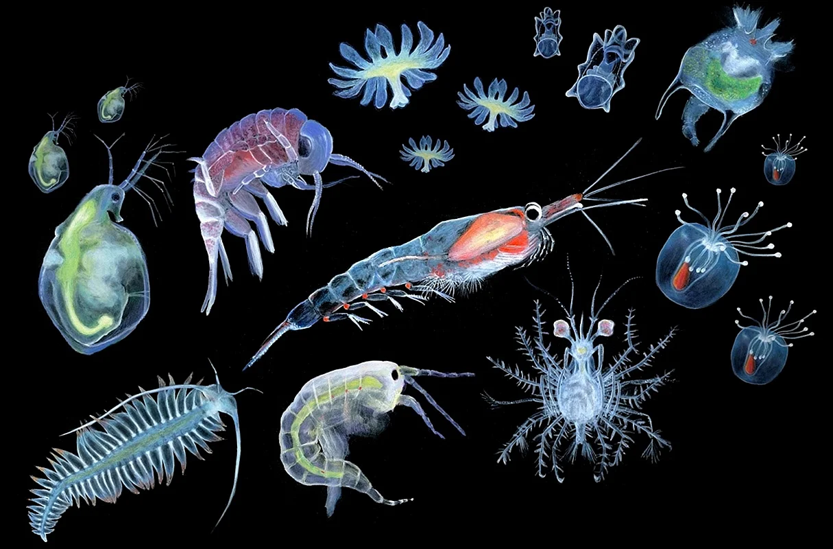 Планктон фитопланктон и зоопланктон