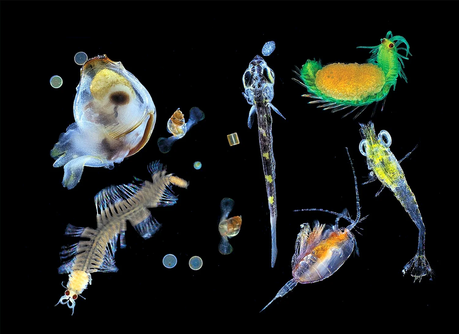 Планктон и фитопланктон
