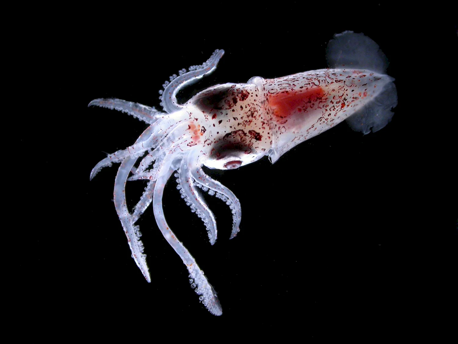 Планктон зоопланктон