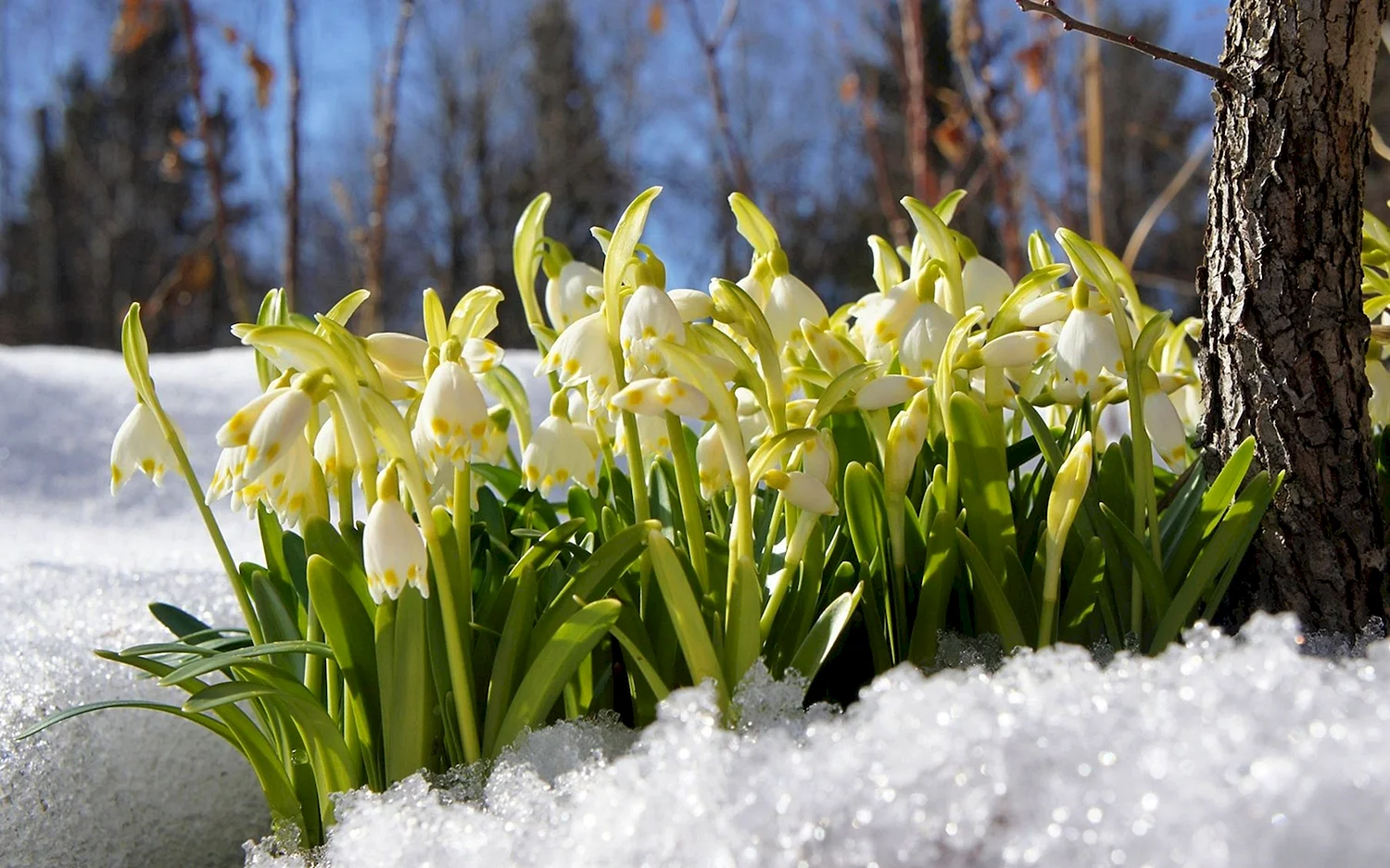 Подснежник белоцветник весенний снег