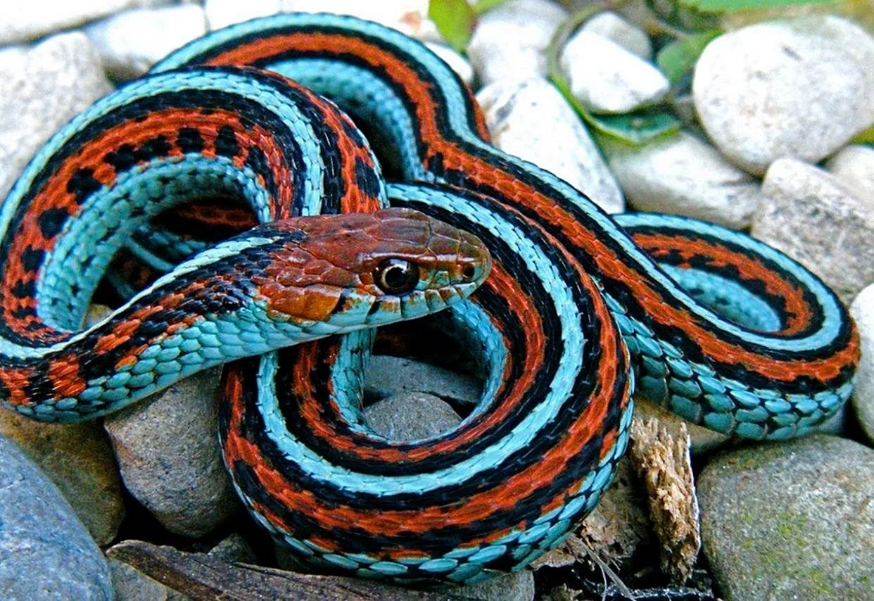 Подвязочная змея (Thamnophis sirtalis)