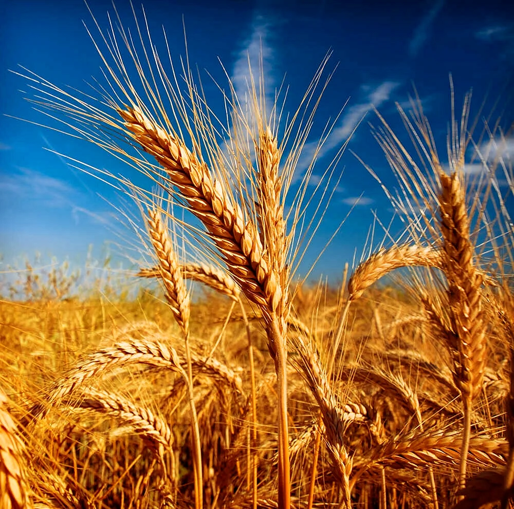 Полеводство пшеница ячмень рожь