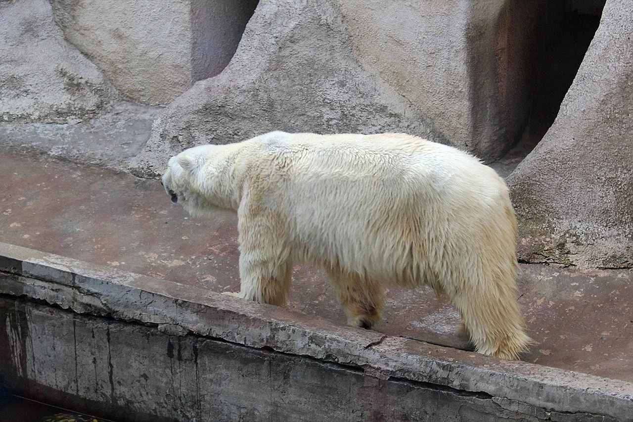 Полярный медведь без шерсти