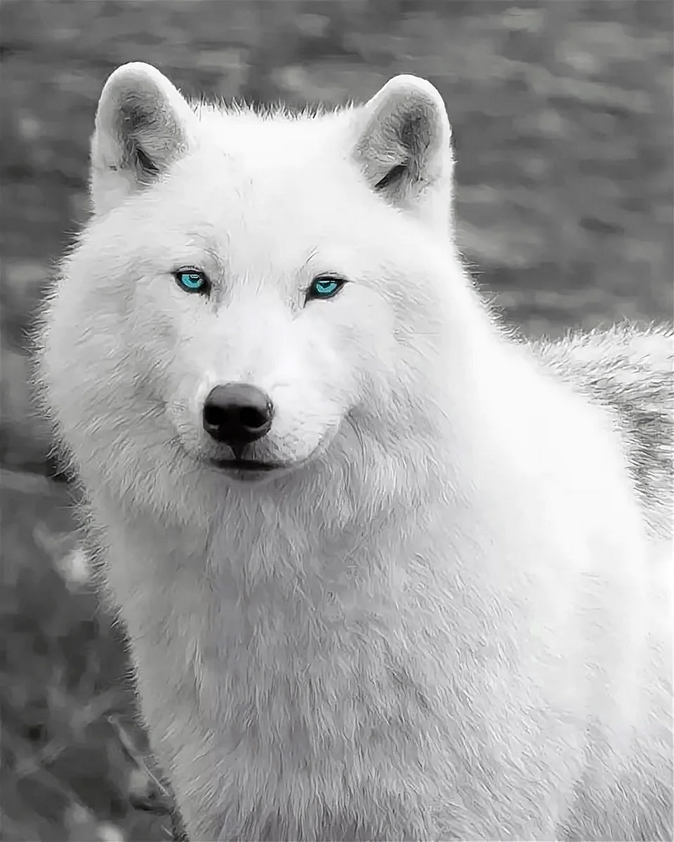 Полярный волк альбинос
