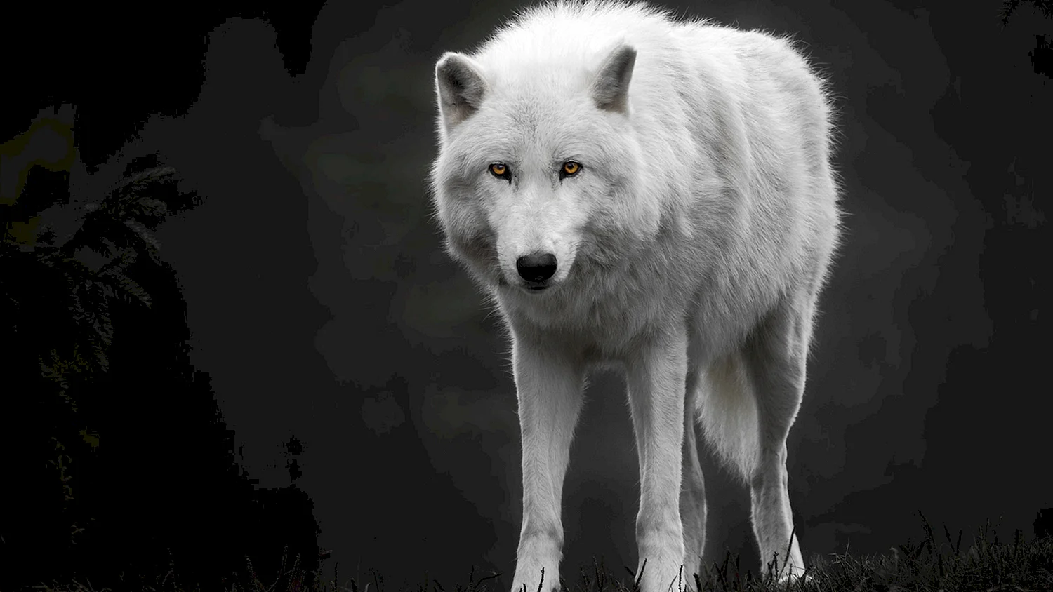 Полярный волк оскал