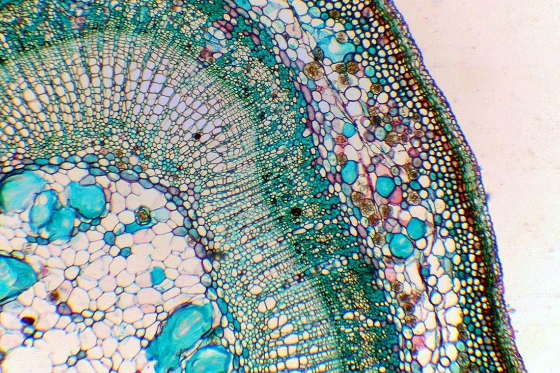 Поперечный срез стебля микроскоп