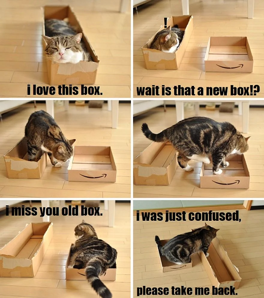Приколы про котиков в коробке