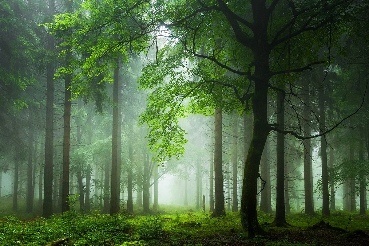 Природа лес