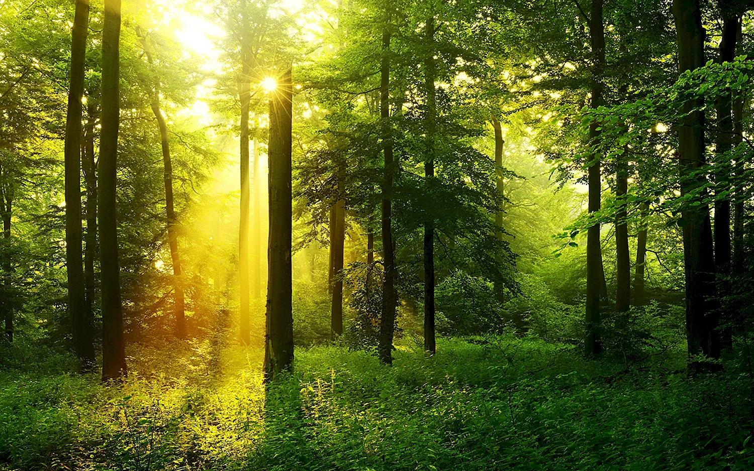 Природа леса