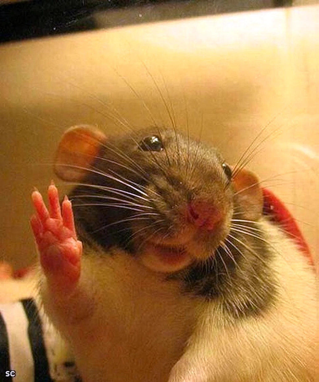 Привет крыса