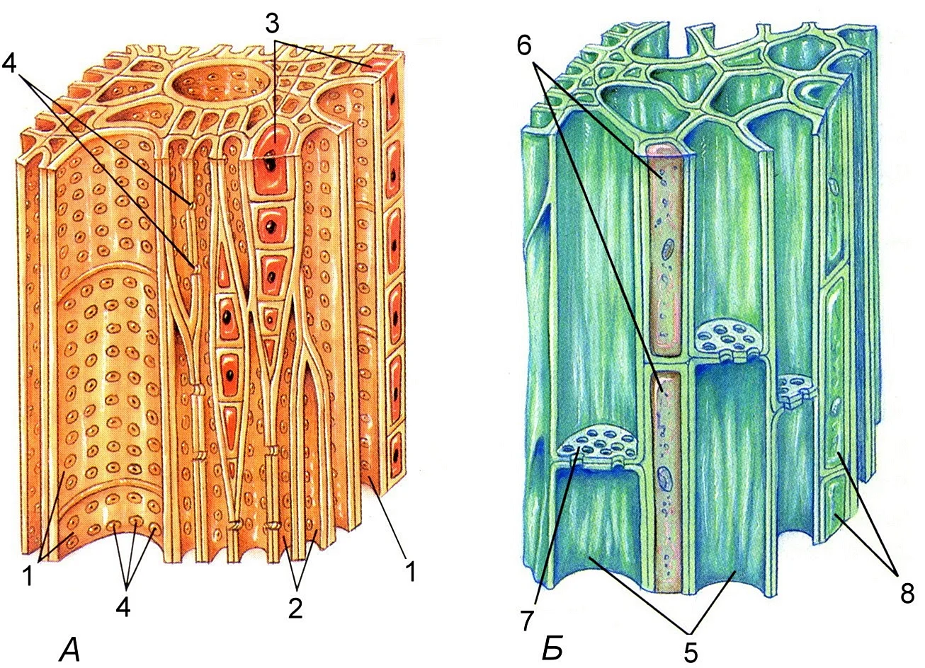 Проводящая ткань растений Ксилема и флоэма