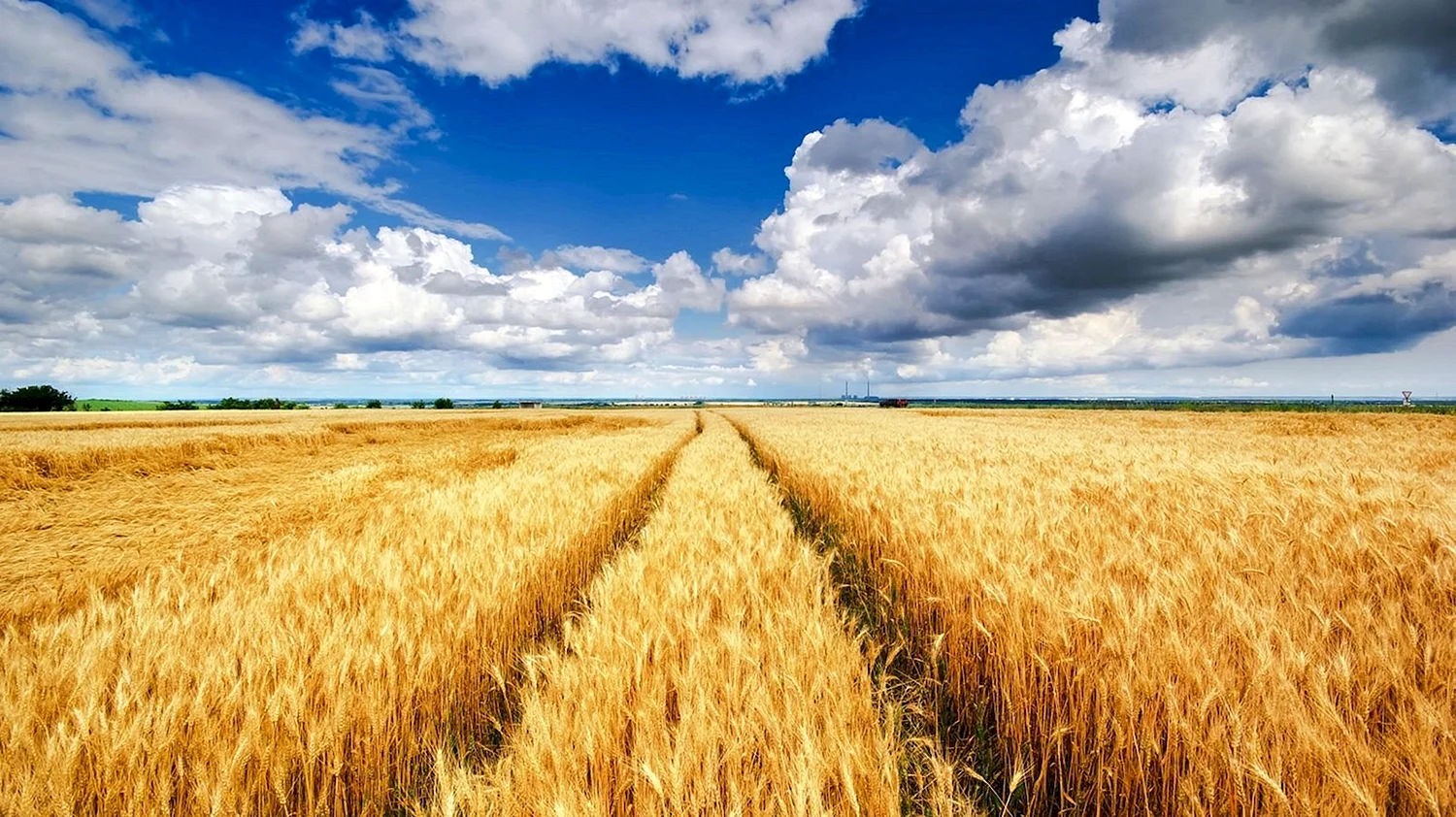Пшеничное поле Вангол
