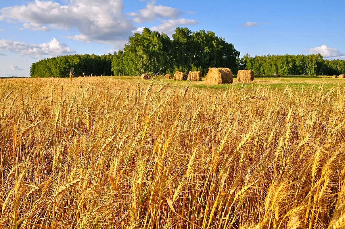 Пшеничные поля (Волосовский район Ленинградской области)