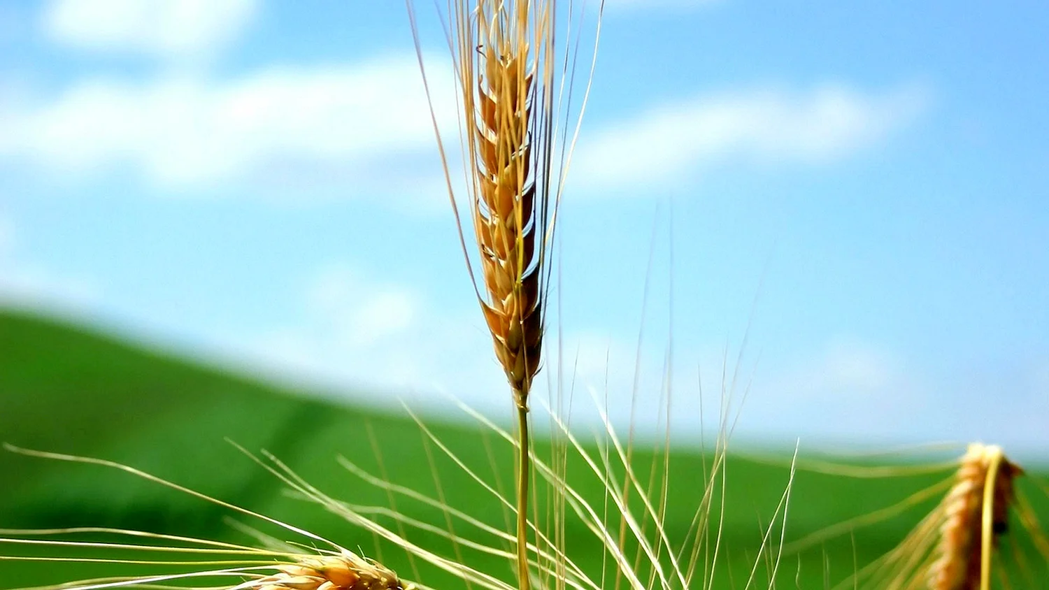 Пшеница Колос Колос