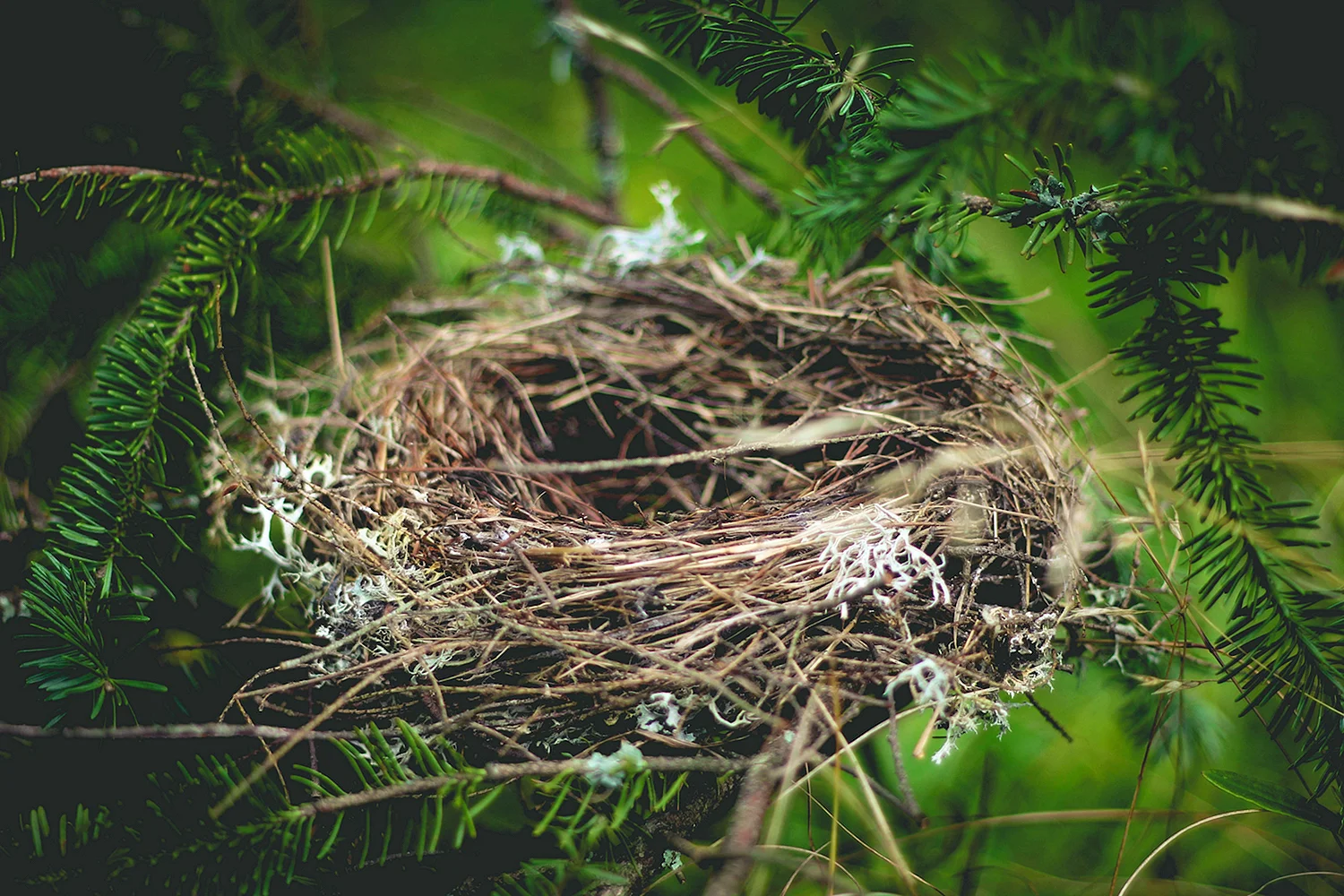 Птичье гнездо папоротник