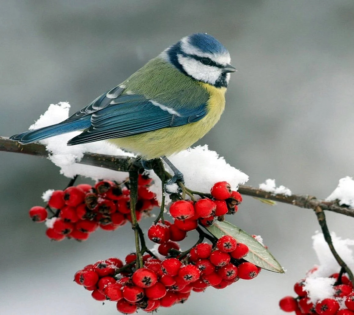 Птички синички и Снегири птицы