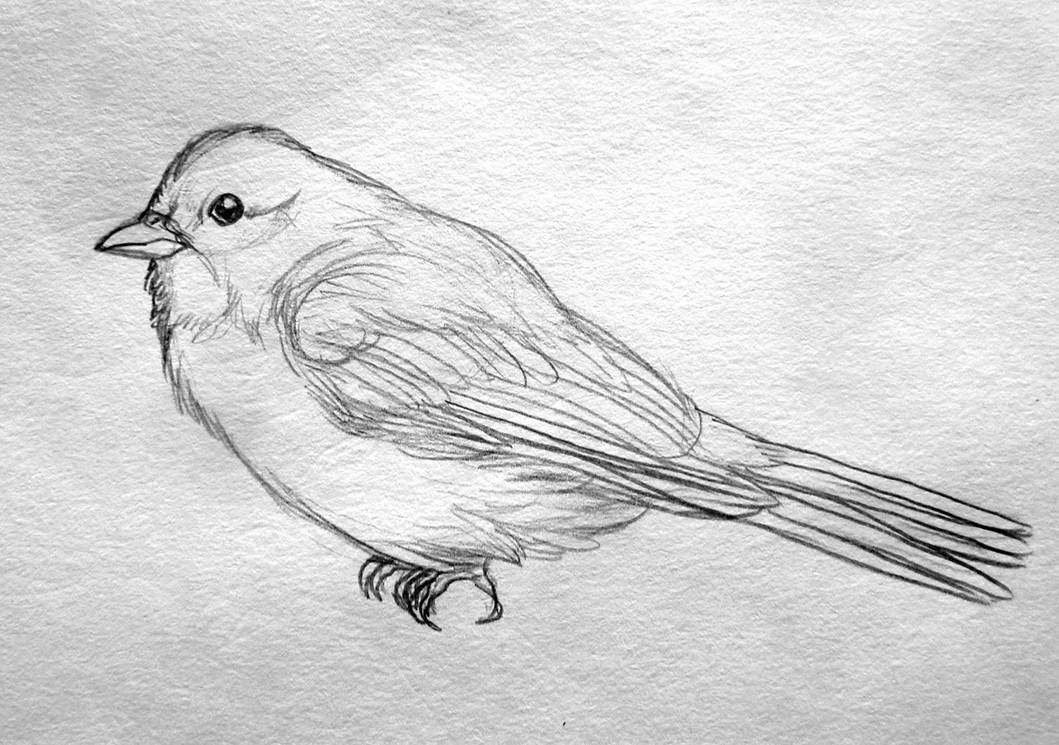 Птица рисунок карандашом для детей