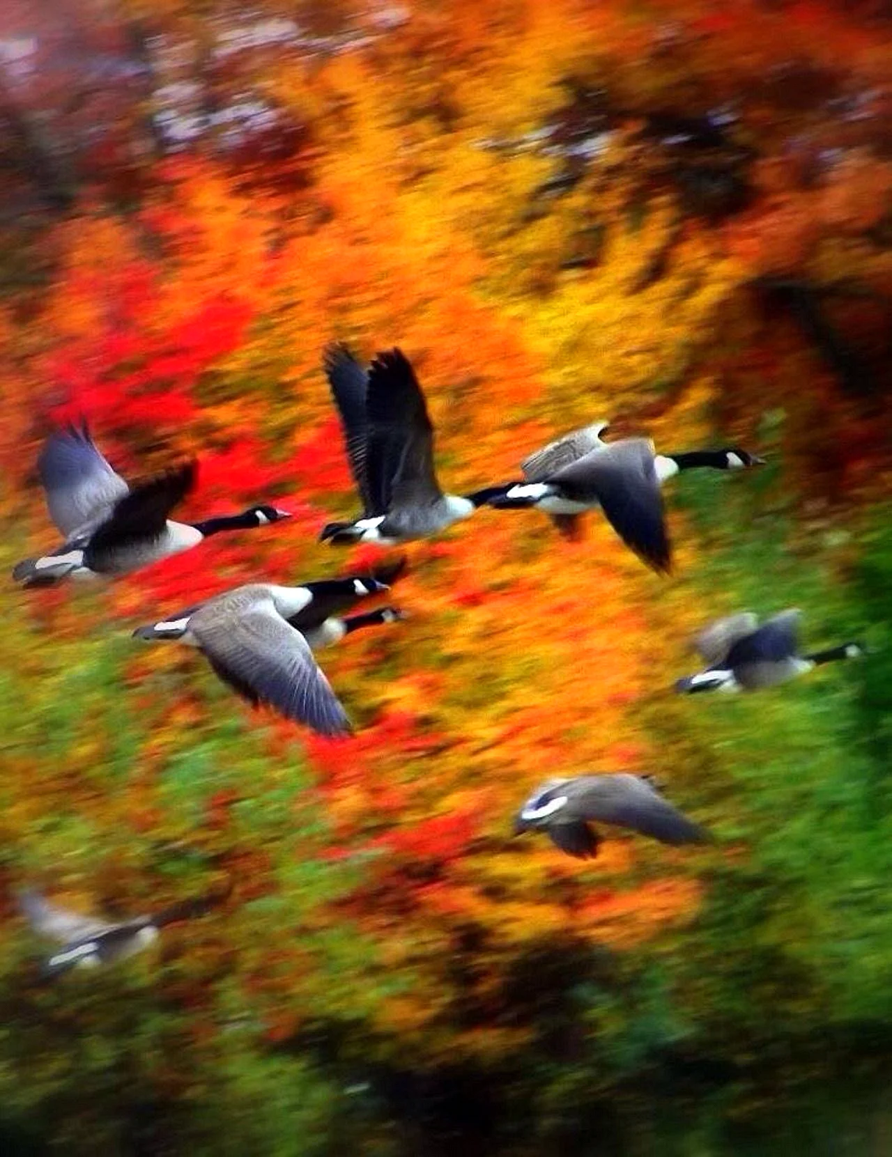Птицы осенью