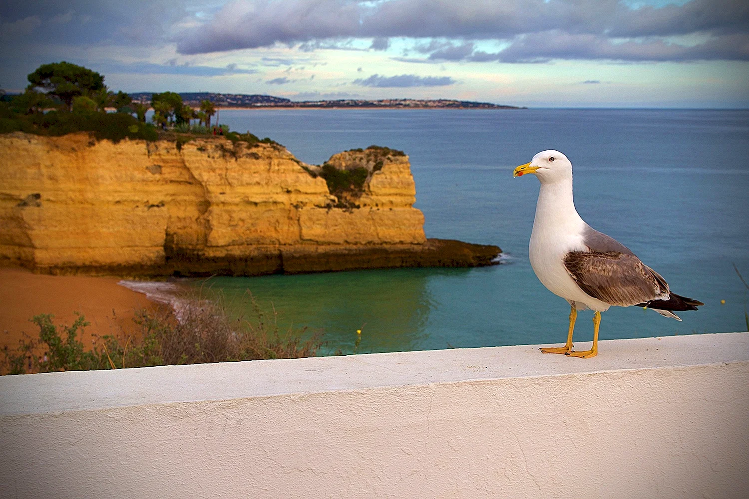 Птицы Португалии на море