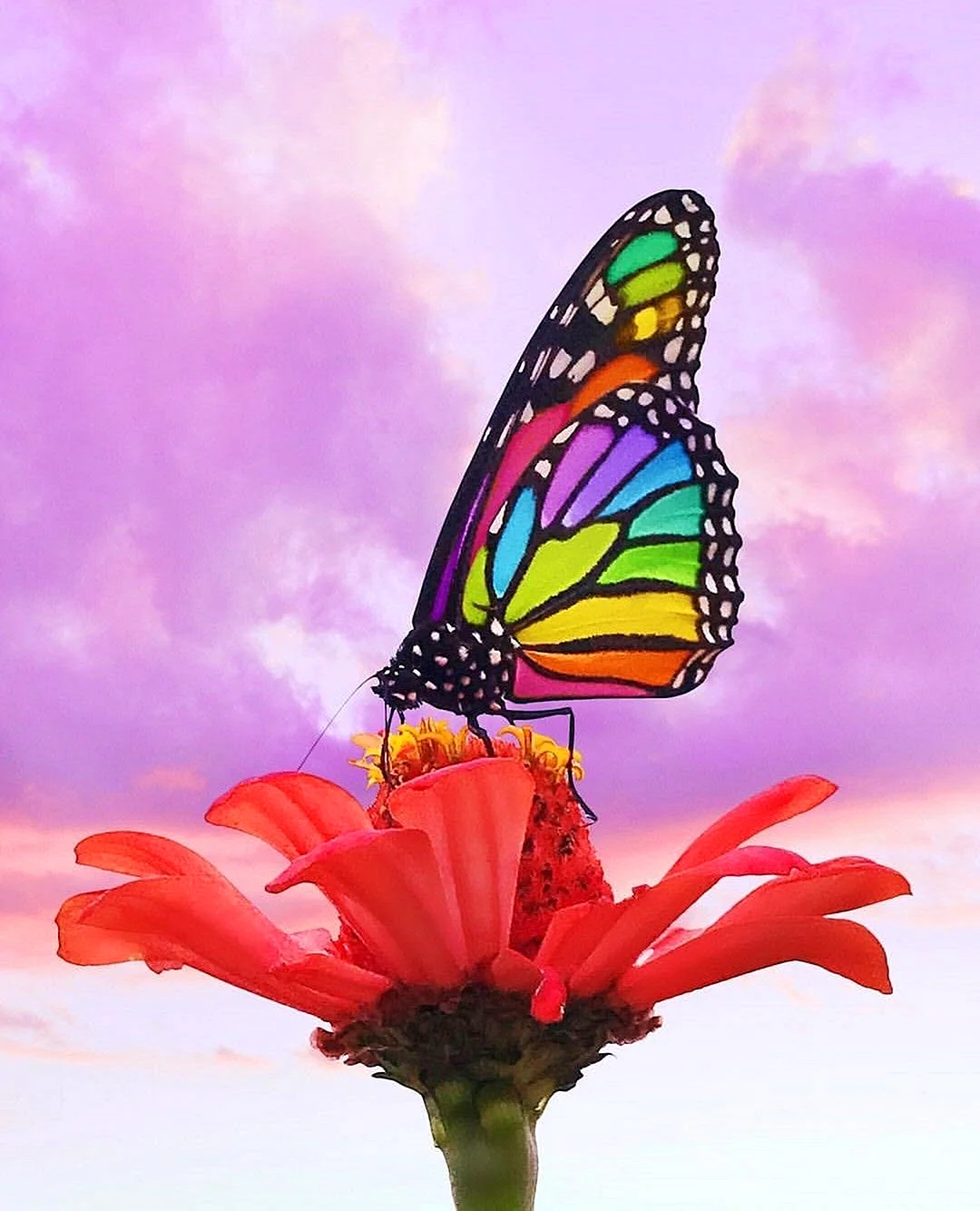 Радужная бабочка Хоопонопоно