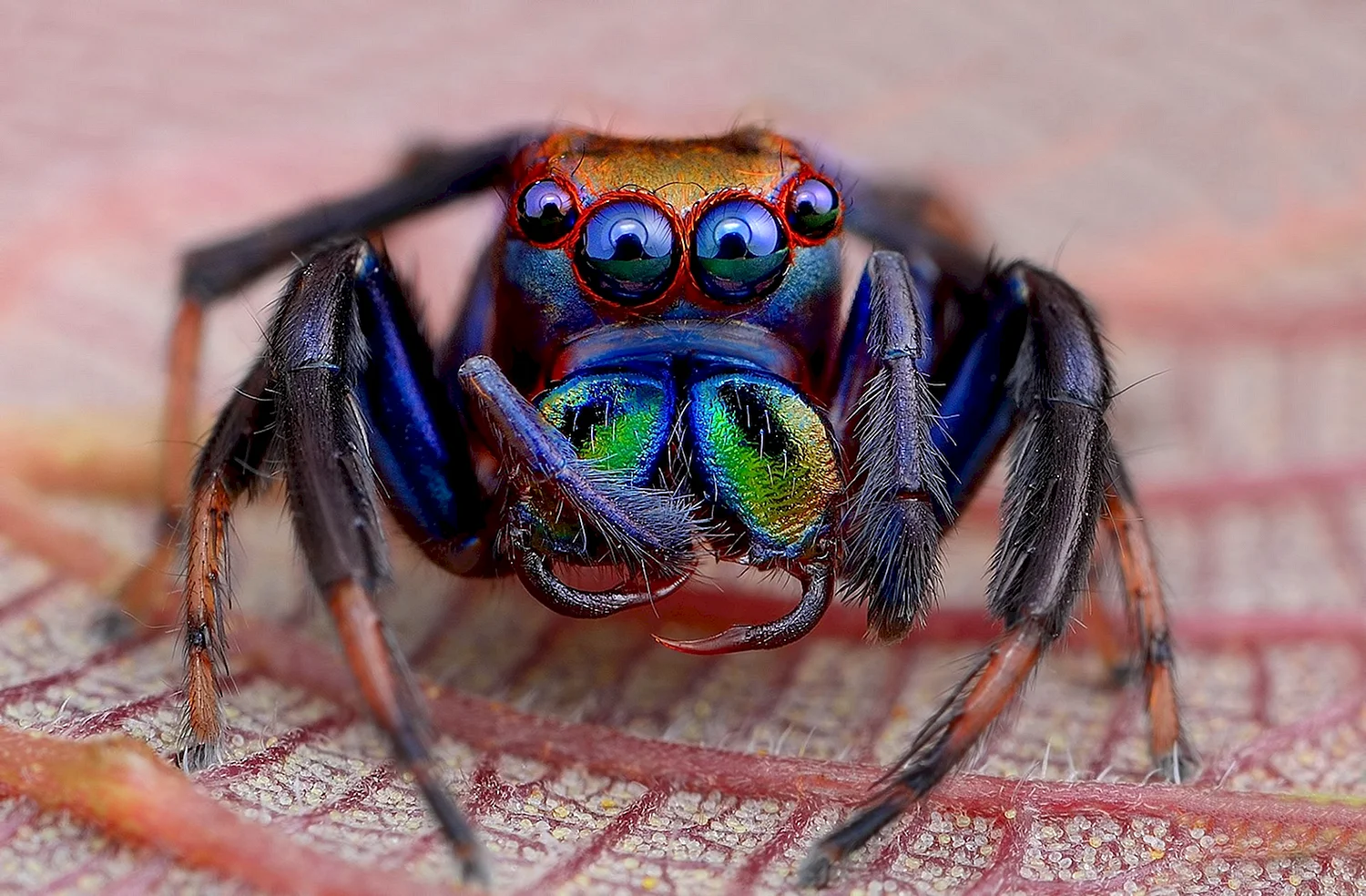 Радужный мохнатый паук