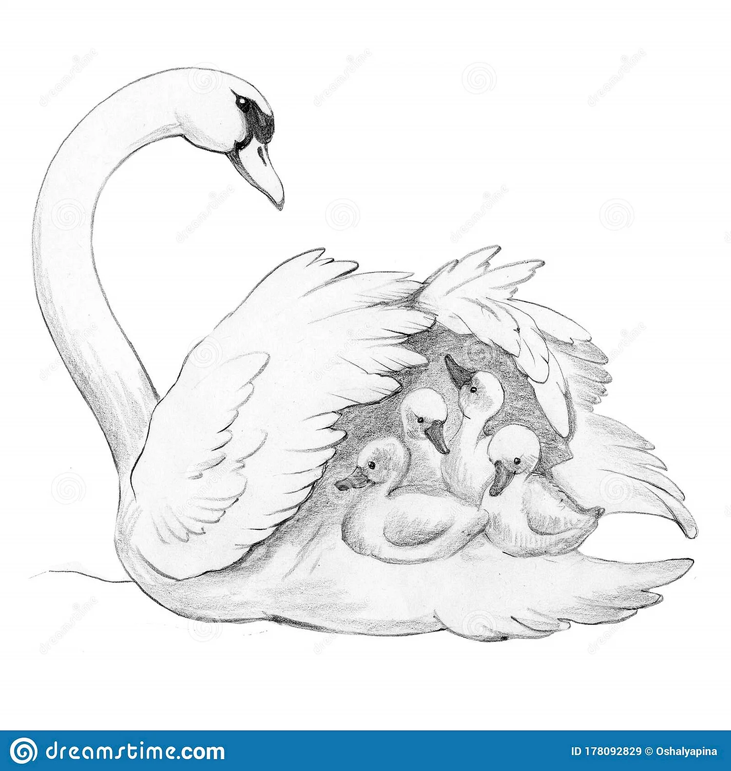 Раскраска лебедь с лебедятами