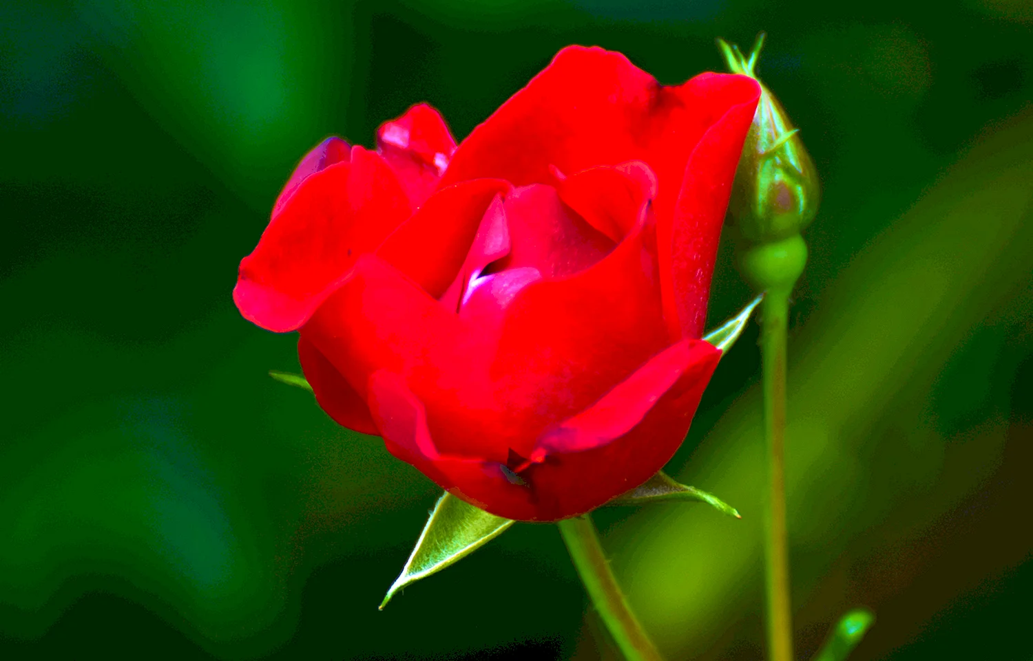 Распустившаяся красная роза