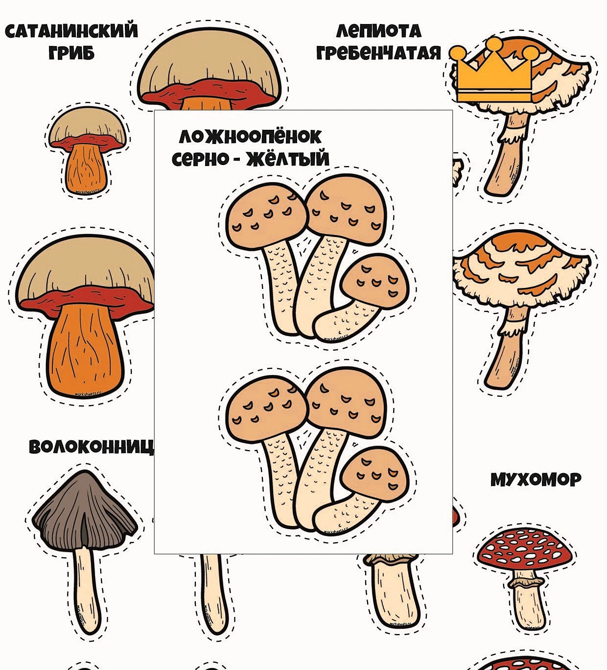 Раздаточный материал грибы