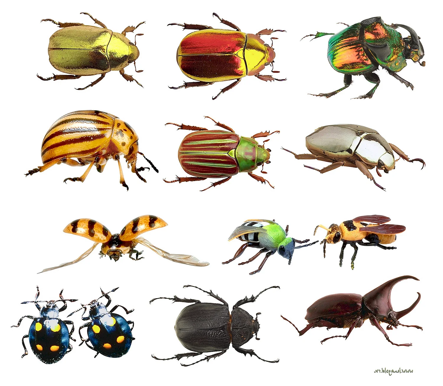 Различные насекомые