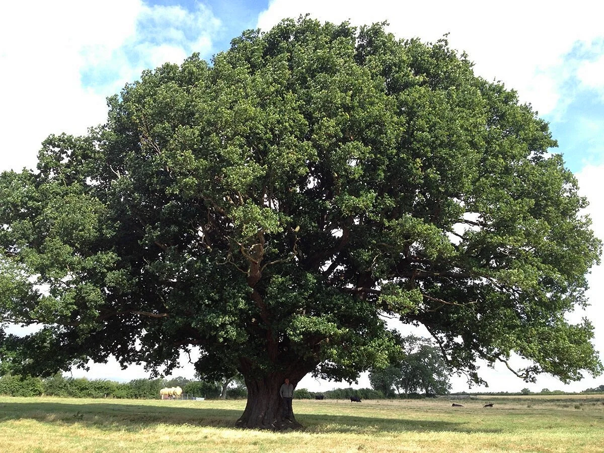 Реликтовое дерево дуб