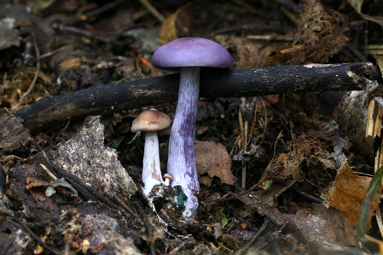 Рядовка фиолетовая съедобные грибы