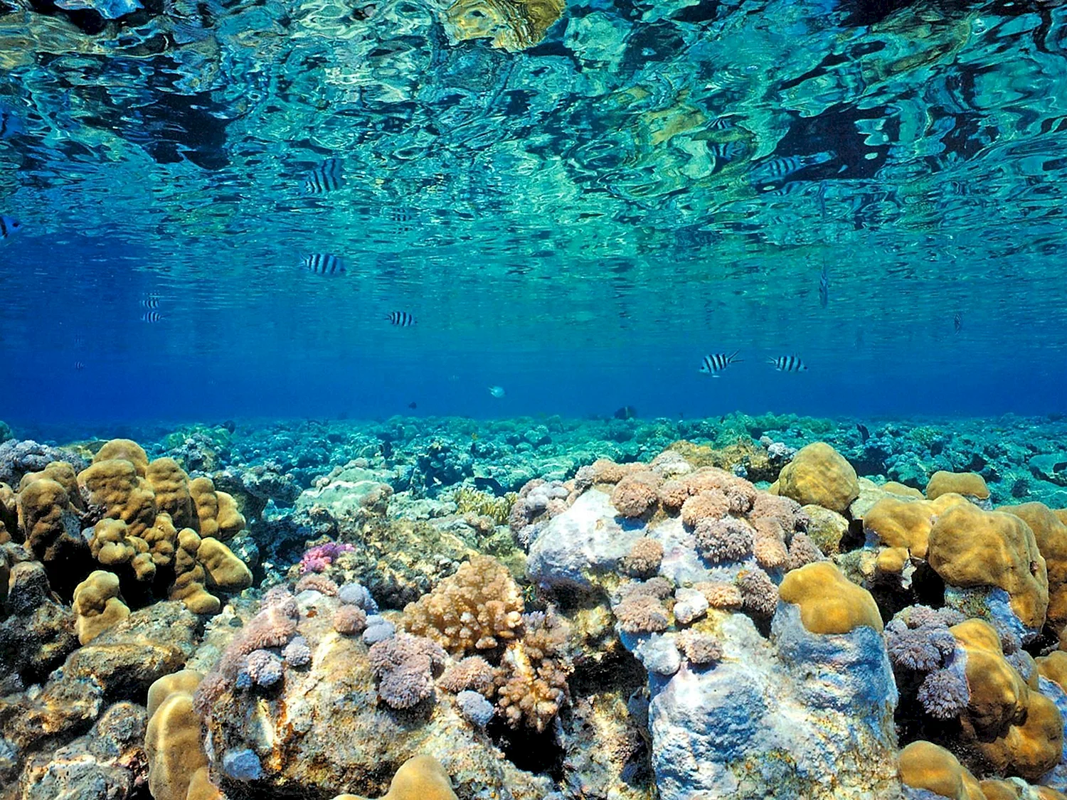 Риф красного моря глубины