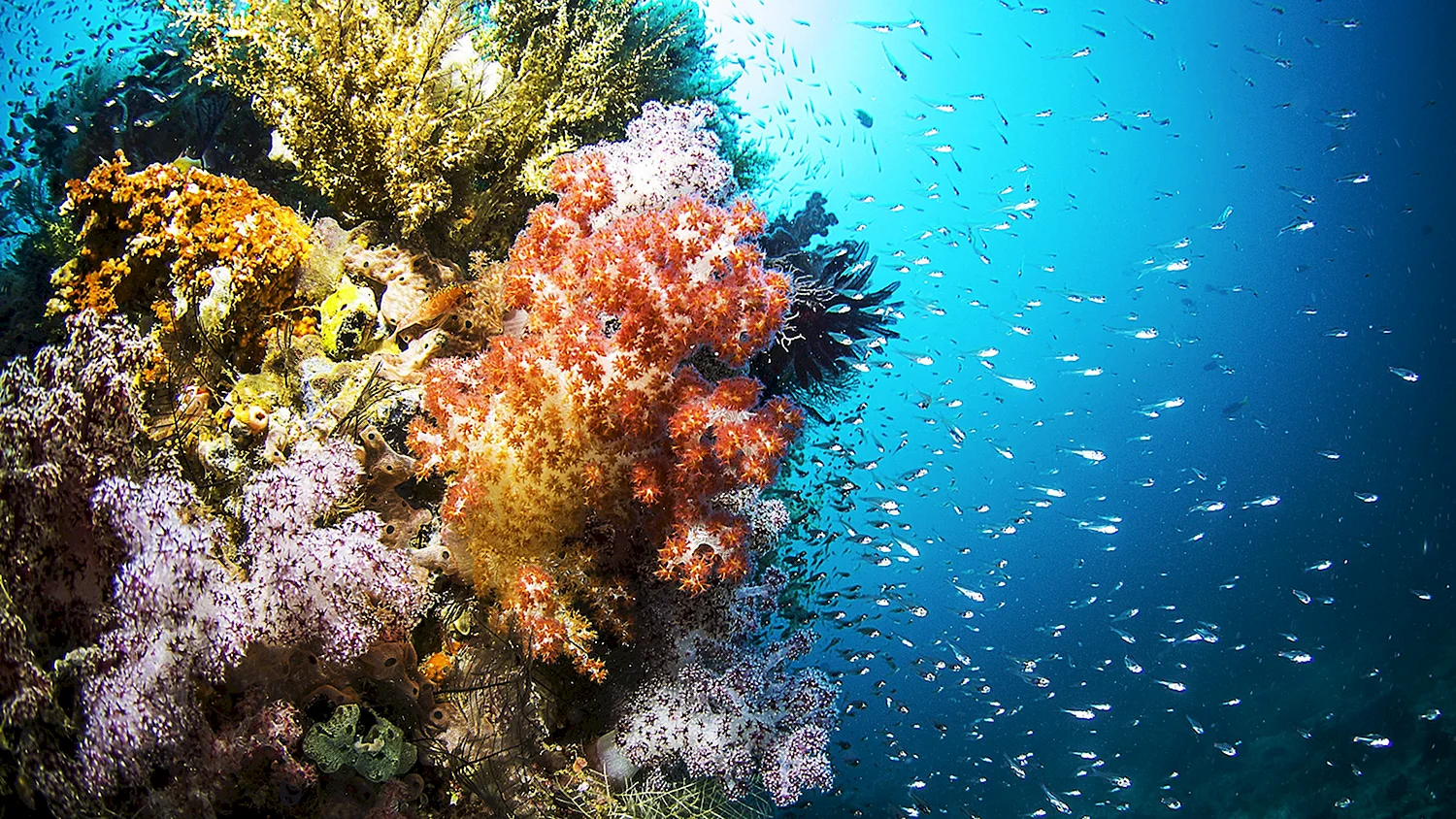 Риф красного моря глубины